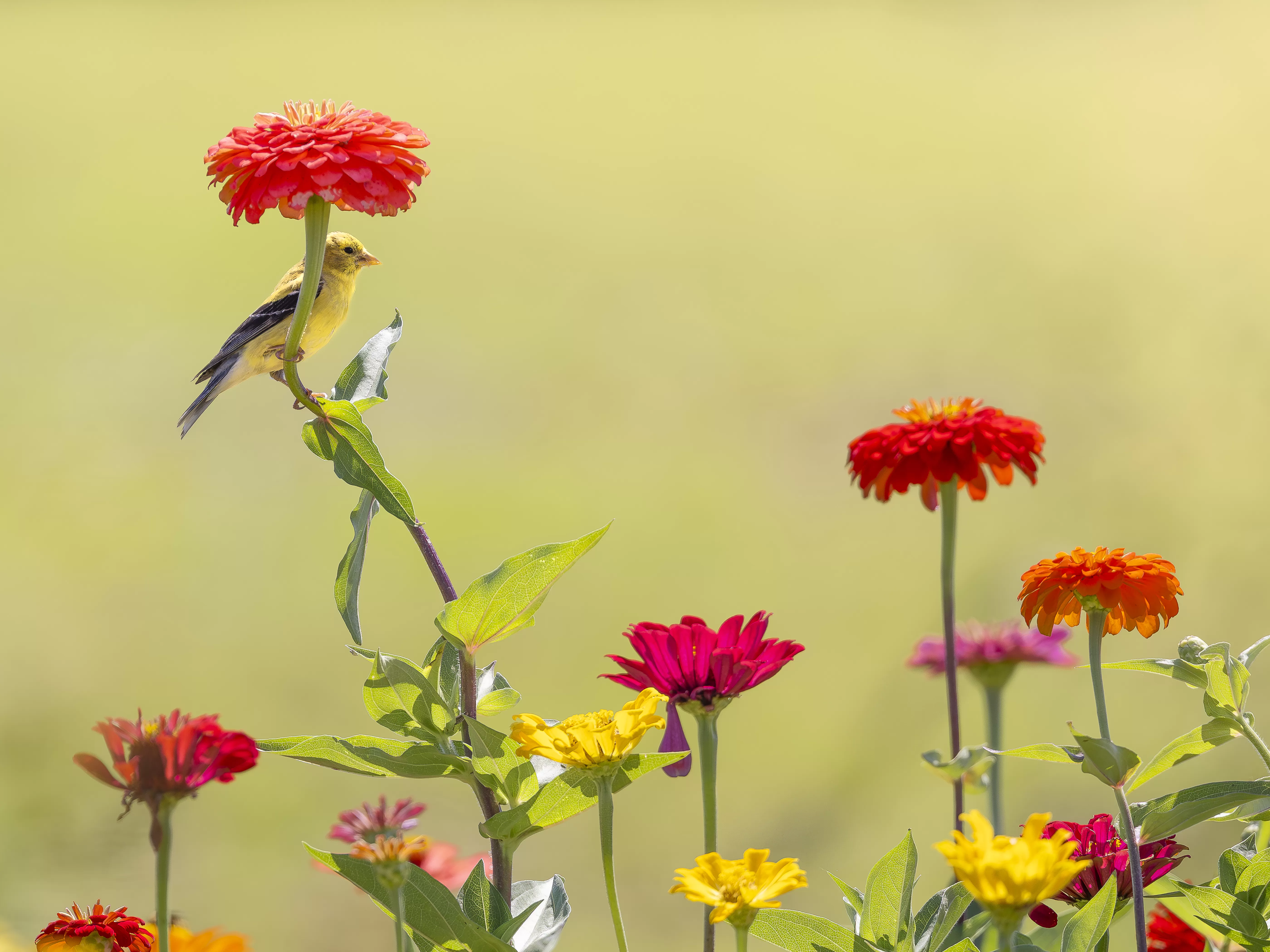 Small bird perched on the stem of a flower