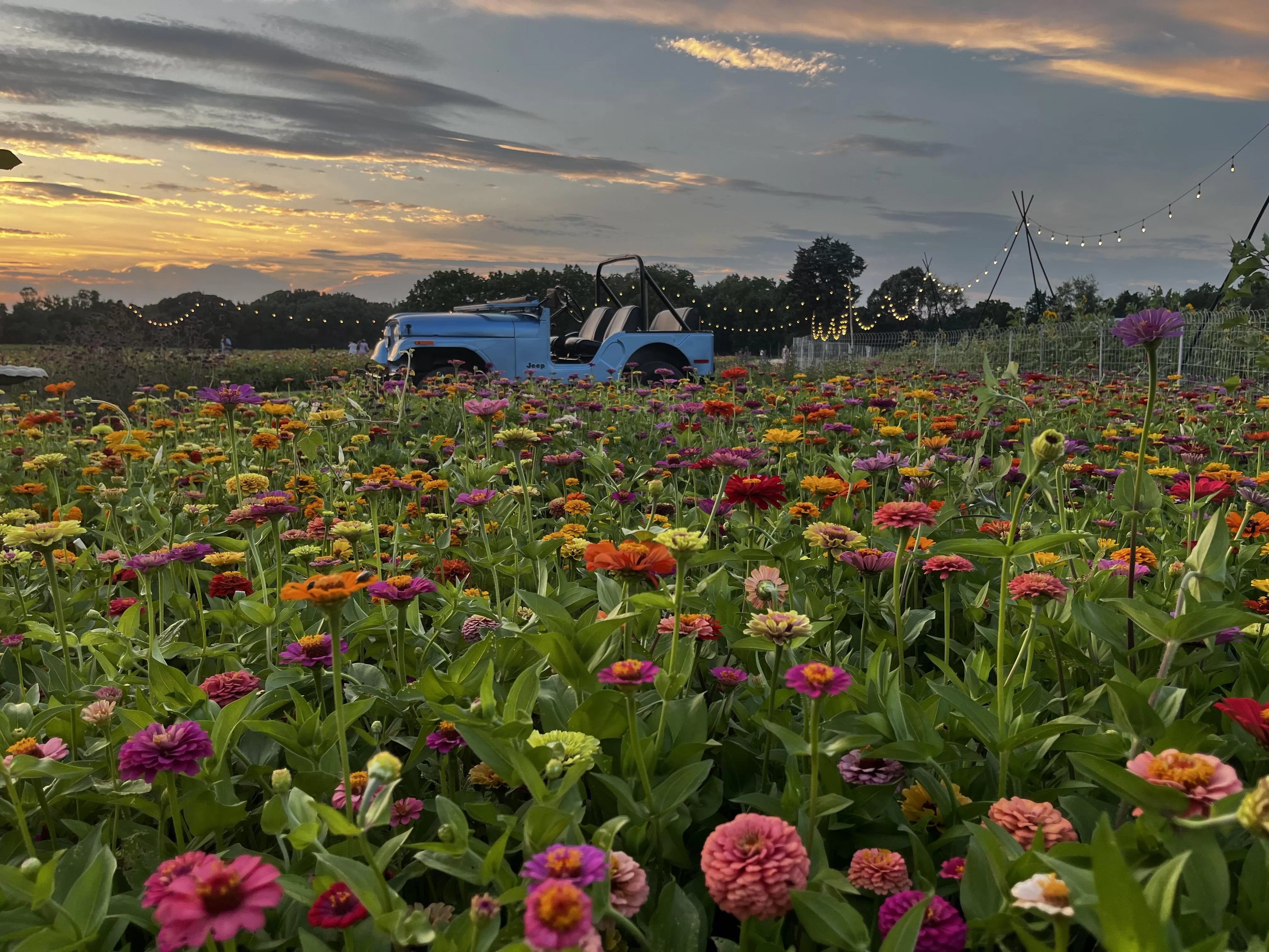Flower feild at sunset with a jeep