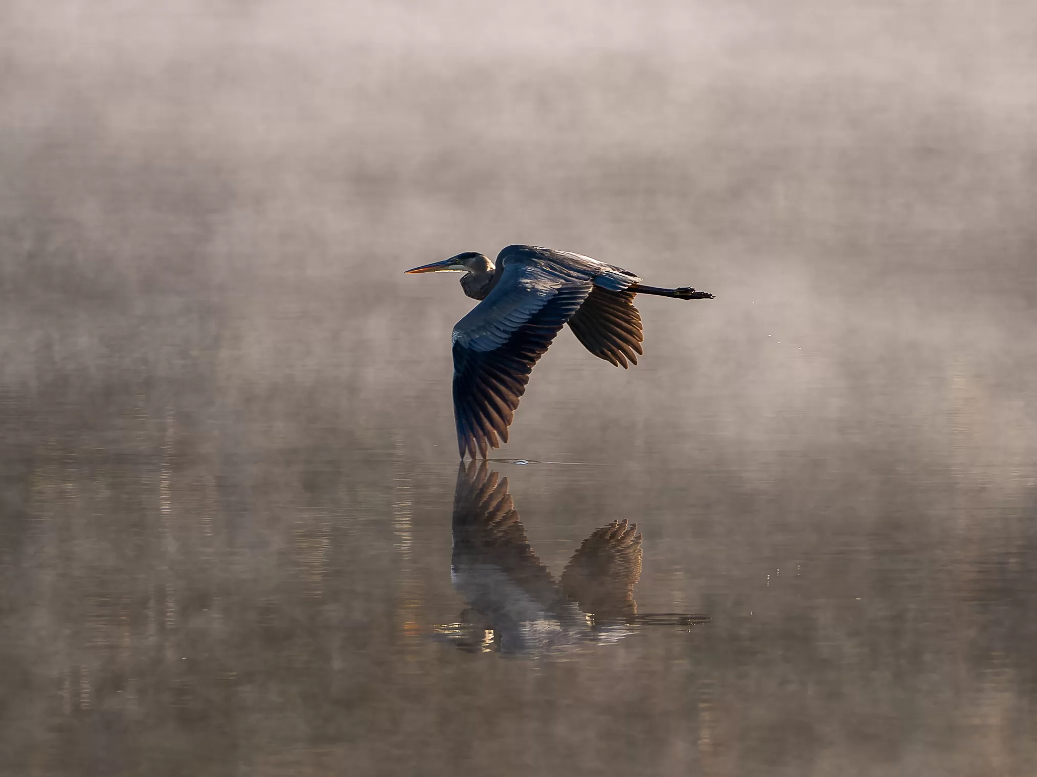 Heron flying reflected in waters surface