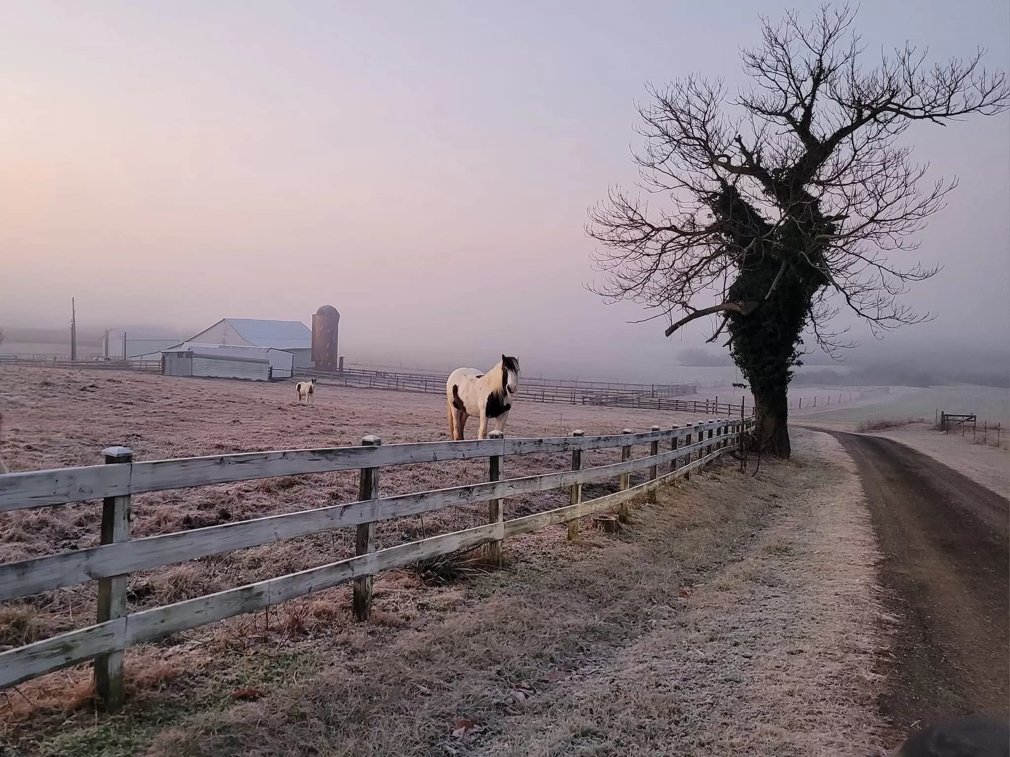 Horse in a misty feild with a building in the background