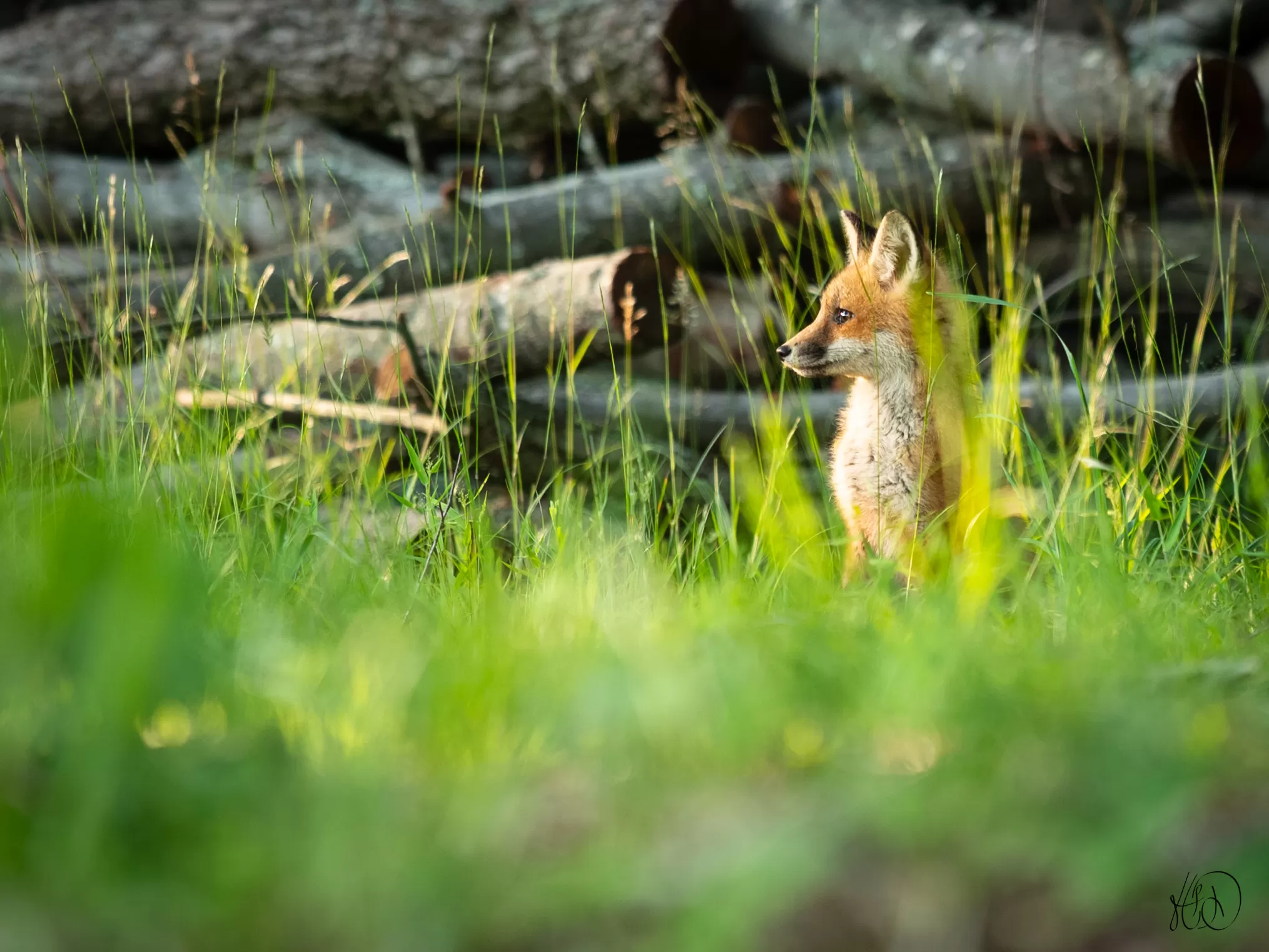 Fox looking off frame in tall grass