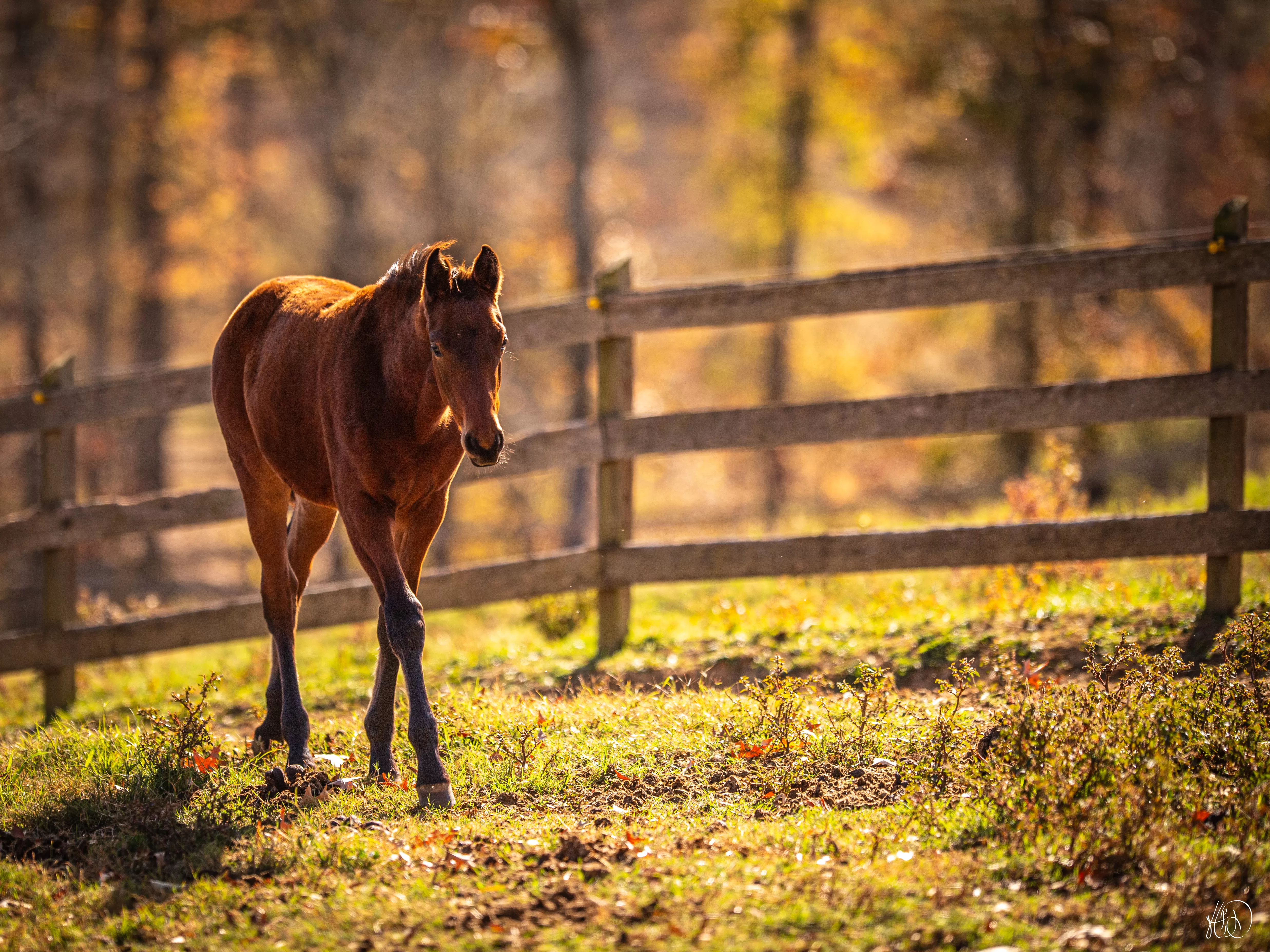 Young horse in front of fence