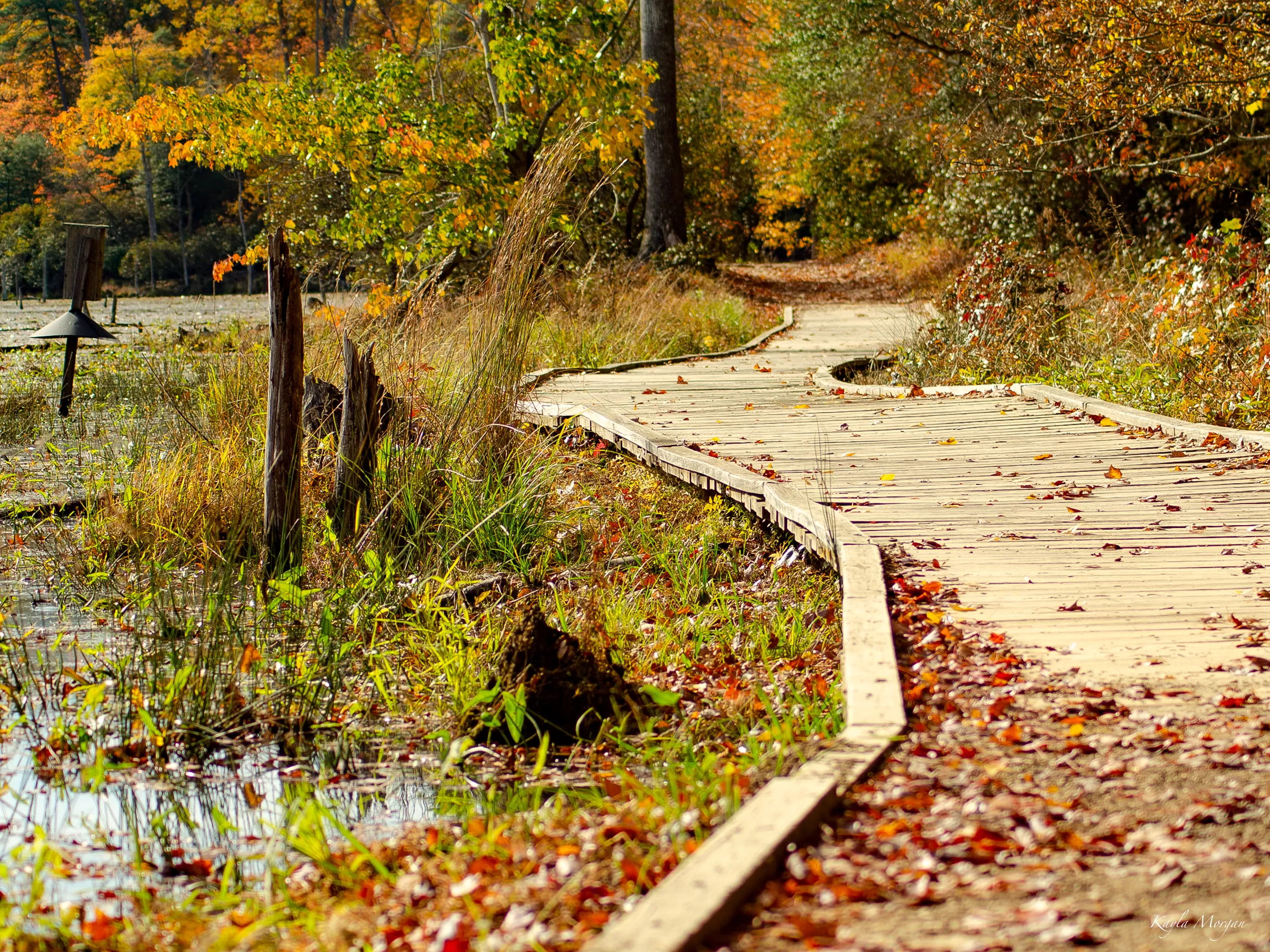 Wooden path off the water